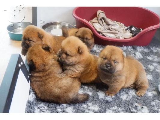 PoulaTo: Πρωταθλητής chow chow κουτάβια